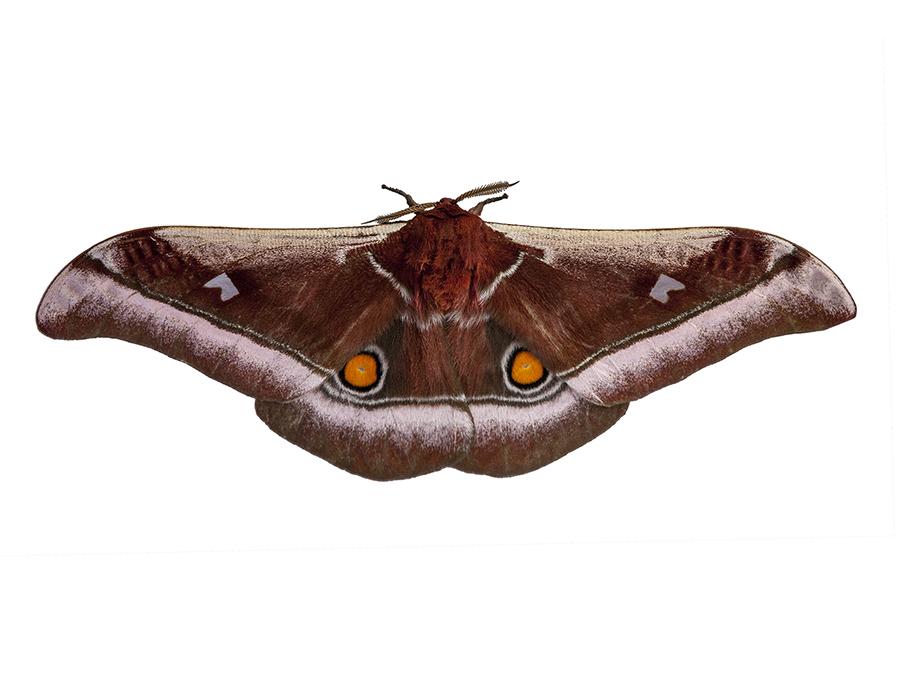 Brown butterfly with symmetrical yellow circles on both wings with a white background.