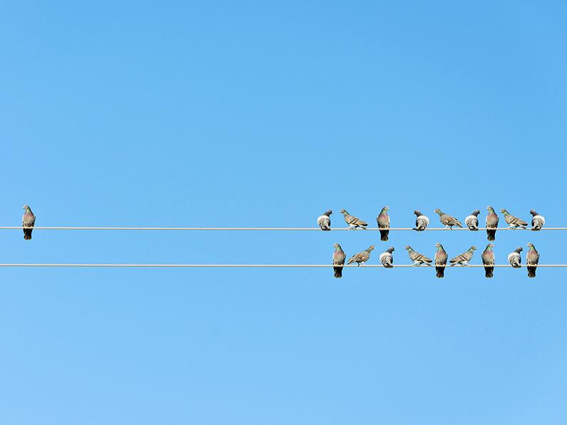 Birds on telephone lines