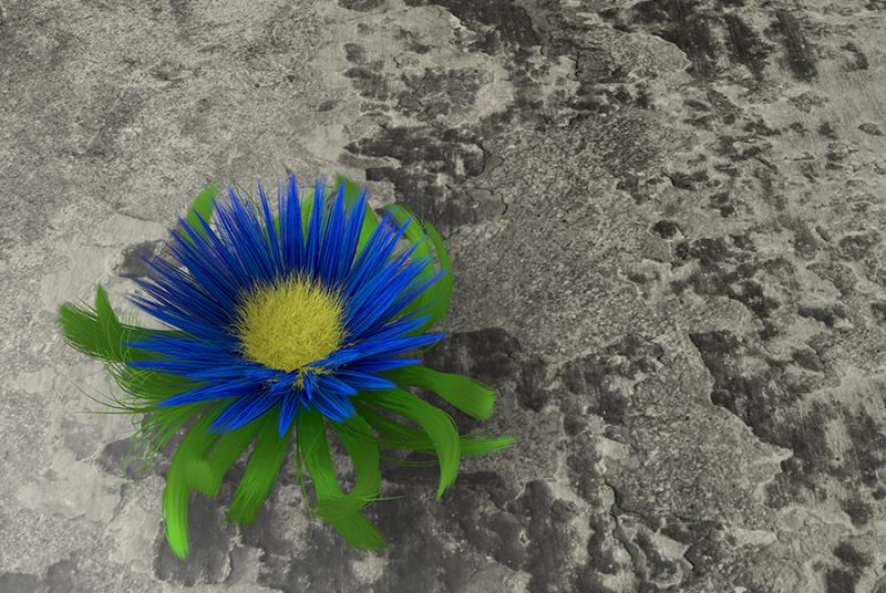 bright blue flower with green leaves growing on a dark gray rock - toughness, strength, resilience, resistance concept